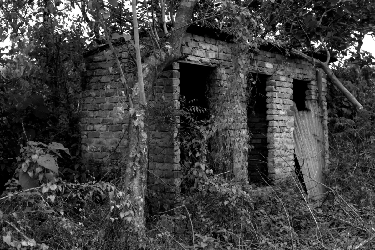 Where Shade Once Stood 11