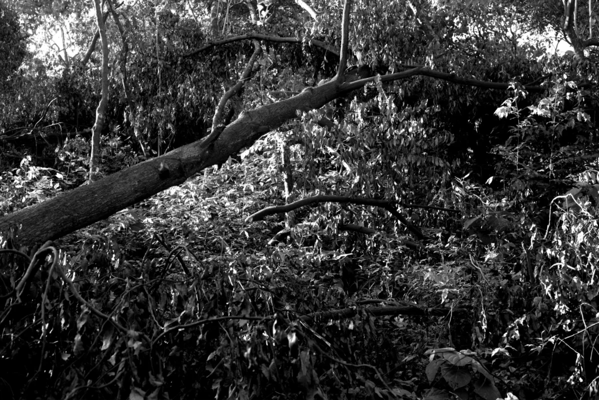 Where Shade Once Stood 2
