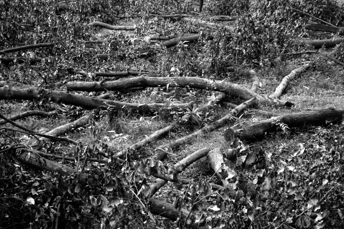 Where Shade Once Stood 3