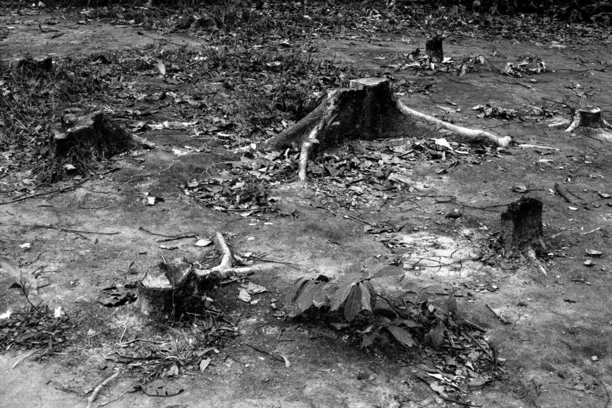 Where Shade Once Stood 7