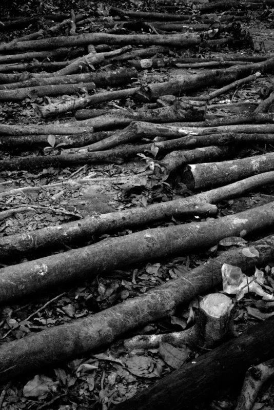 Where Shade Once Stood 9